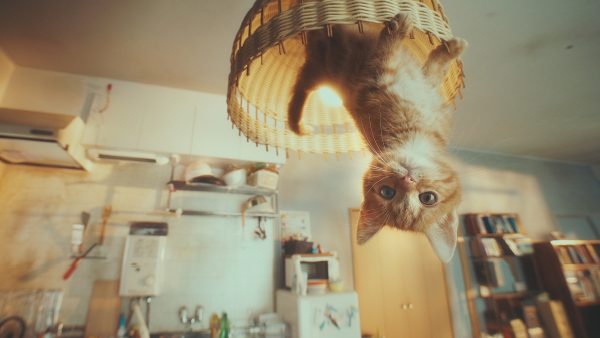 Gravity Cat