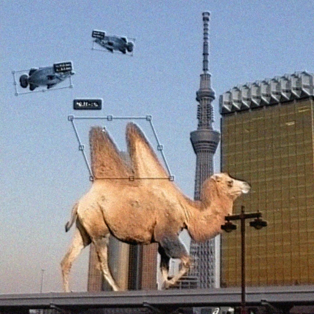 animal