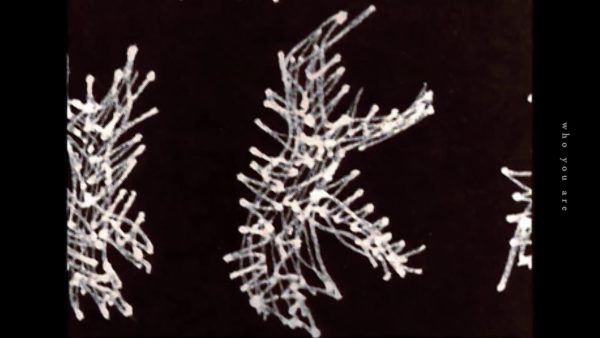 VOQ「whoyouare」(PROGRESSIVES FOrM)