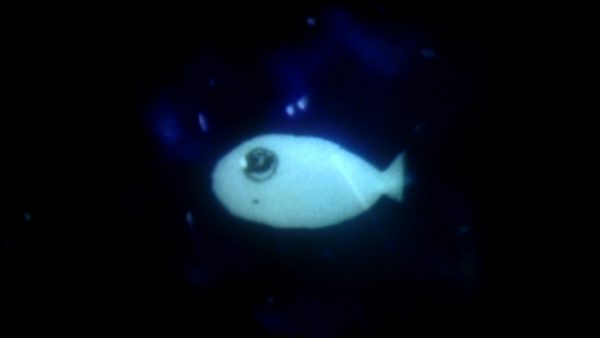 確かな星