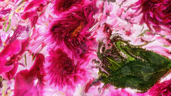 Pink Harmony