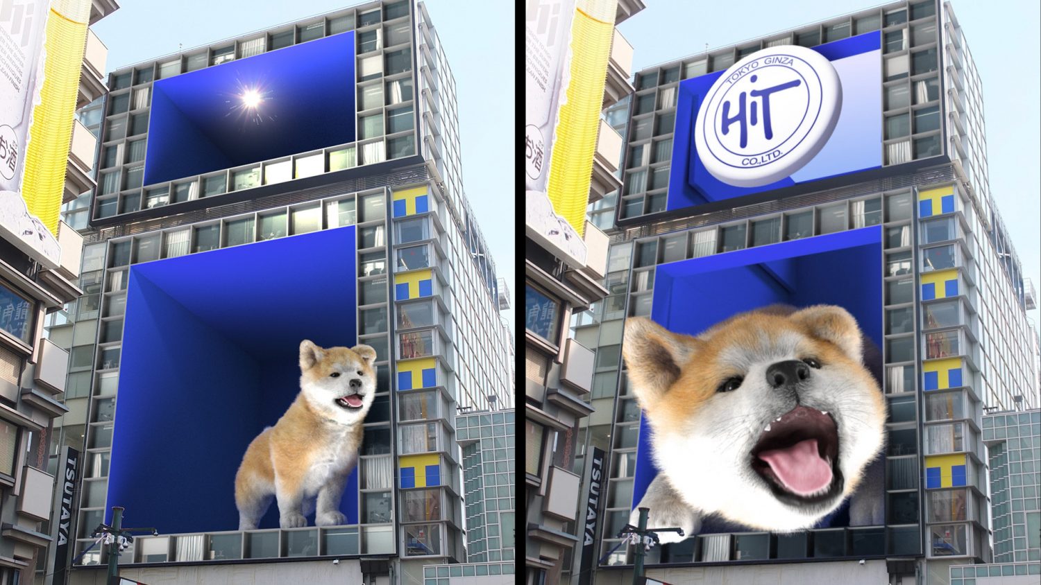 ヒット｢ツタヤエビスバシヒットビジョン｣