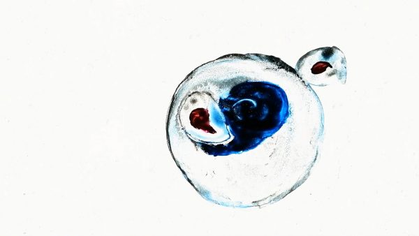 水、水/Water,water