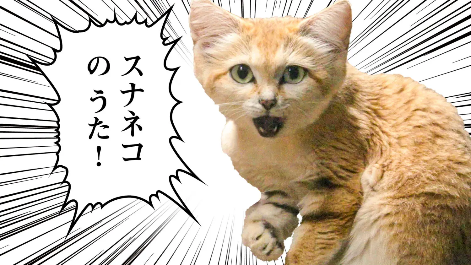 スナネコ様 ページ スナネコのうた (feat. ぷにぷに電機) | 映像作家 100人 Japanese