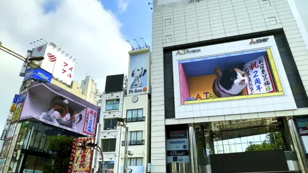「新宿東口の猫」　穴覗き編　アルタビジョン連携