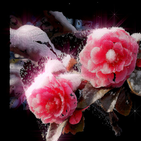 Part of “春夏秋冬 – Flowers In Season”