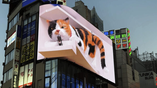 「新宿東口の猫」2024年新作　ねこ＆エコー編