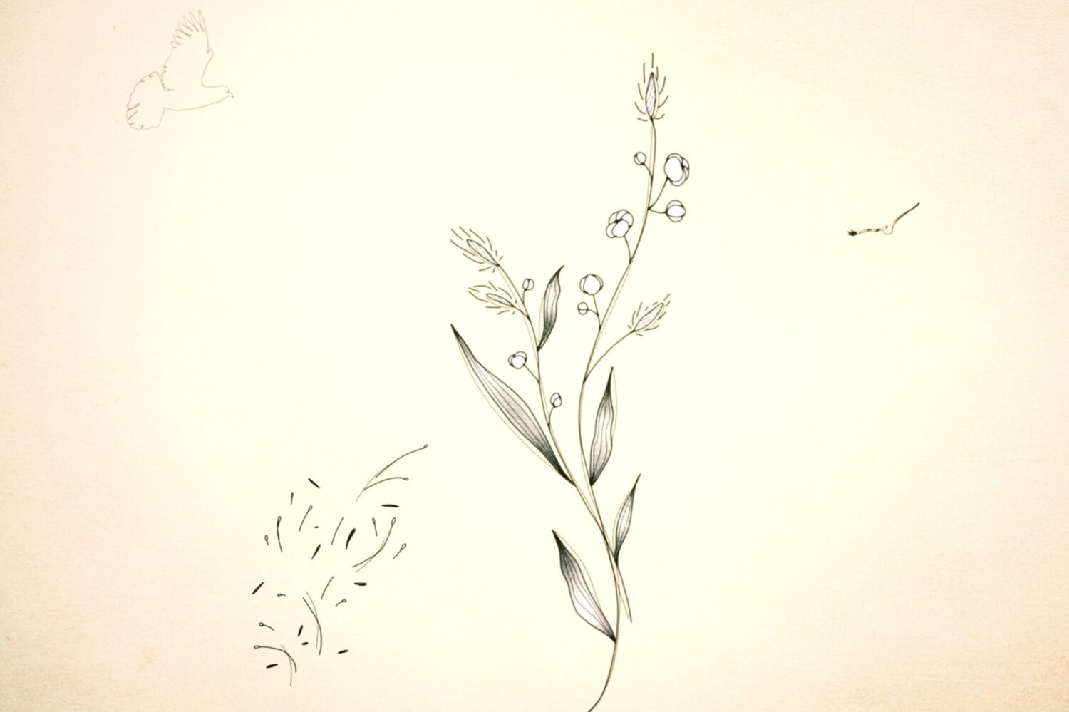 大塚 愛 / graine