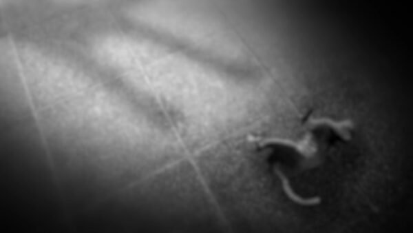 復元不能の都市／Unrecoverable City