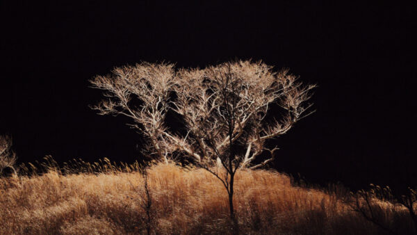 Seagull and Bear – ermhoi, Black Boboi, Eddna, Rosa Anschütz