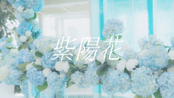 selfish – 「紫陽花」 Music Video - 映像作家: KAMISORI